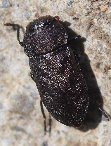 Réf. 267 091 : Anthaxia sp.